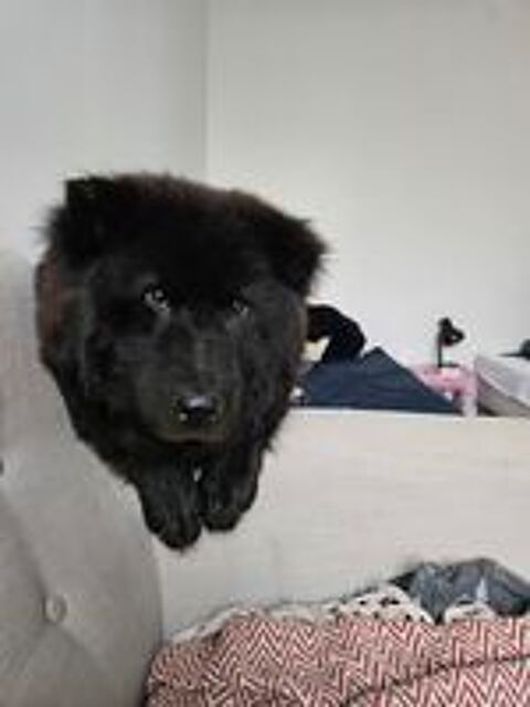   Balou, un Eurasier plein d'amour et d'énergie  