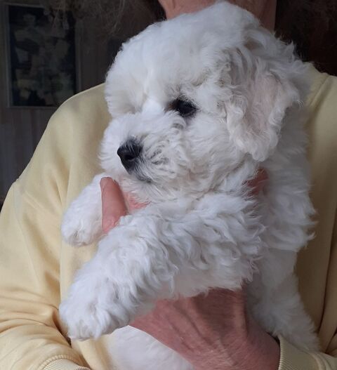 Chiots bichon fris&eacute; m&acirc;les LOF 900 85180 Les sables-d'olonne