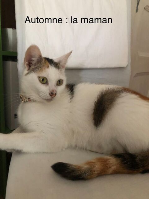 Une super famille pour Automne, adorable chatte de 3 ans 250 41400 Saint-julien-de-chédon