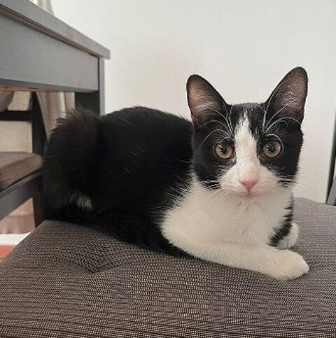 SHABELLA CHATONNE NOIRE & BLANC 7 MOIS 225 92260 Fontenay-aux-roses