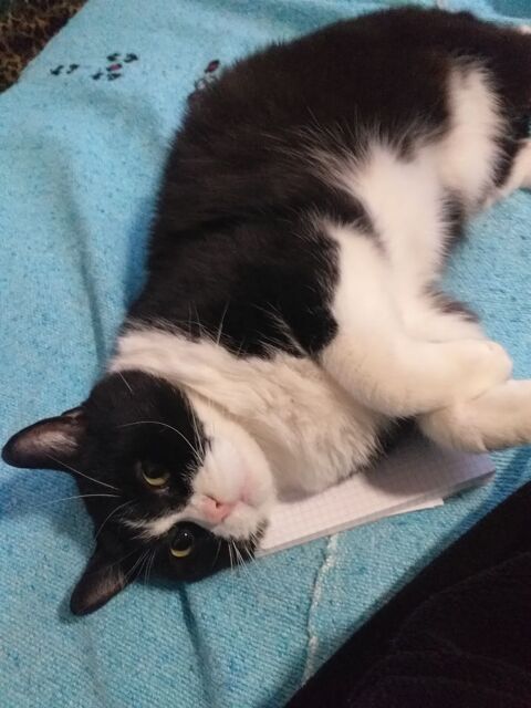 NOUNOU POUR  VOS " COMPAGNONS " 0 81170 Cordes-sur-ciel