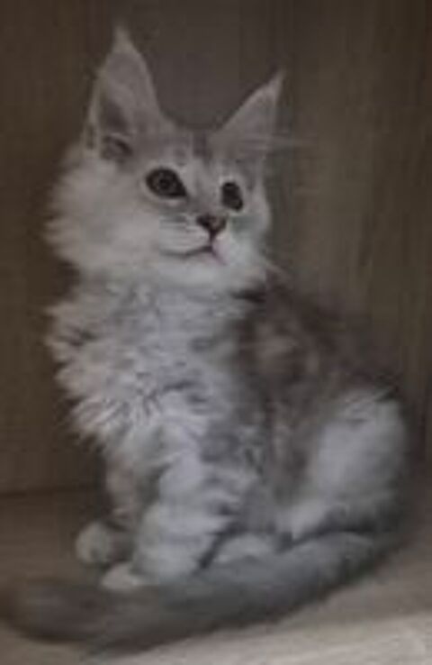    1 femelle et 1 mâle maine coon disponible  