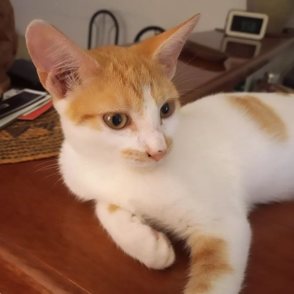   ✨️ CALIPPO ✨️ 🐱 
