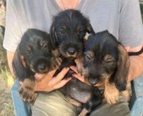   Chiots Teckel poil dur standard  