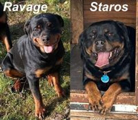   Chiots Rottweiler a réserver 