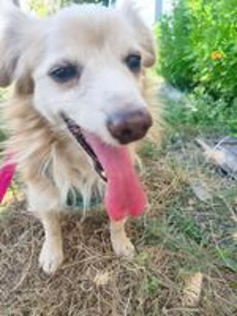   A L'ADOPTION KROKHA SE TROUVE EN REFUGE UKRAINE 