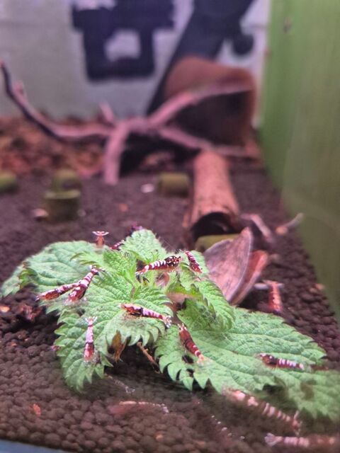 Crevette caridina Pinto Red et Pinto Black. 41000 Blois