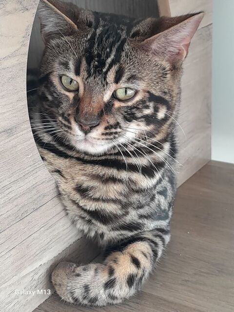 Bengal loof 850 91700 Fleury-m�rogis