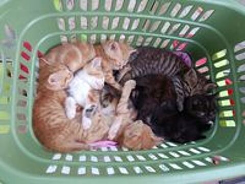   Chatons à adopter 