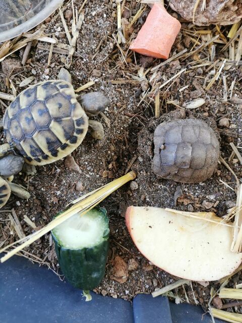 Bb Hermann 70 83190 Ollioules