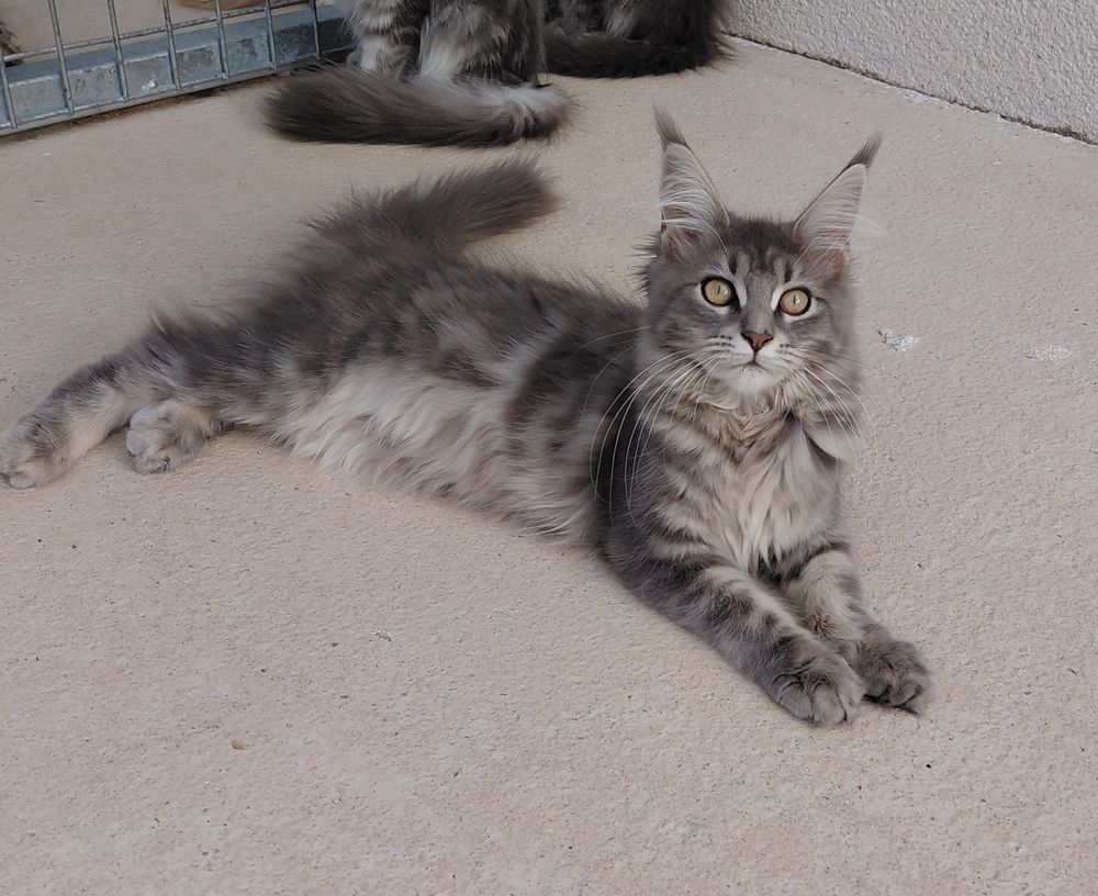   MAINE COON LOOF LABEL OR 