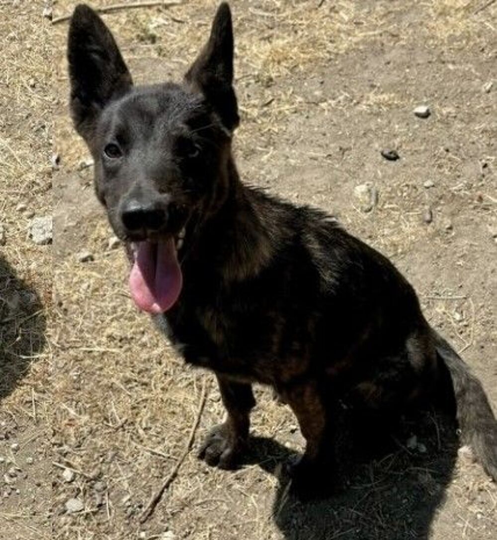   BRINDILLE, chiot croisée berger, 7 mois  