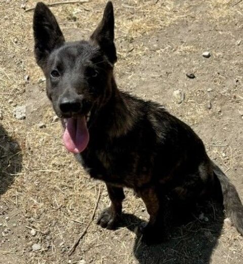 BRINDILLE, chiot crois&eacute;e berger, 7 mois 220 34500 Béziers
