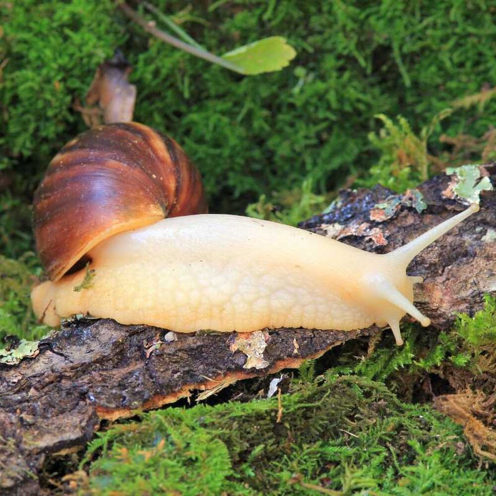 Achatina fulica white Jade Jardin