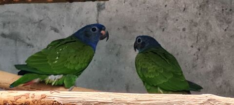 Oiseaux 350 65390 Aurensan