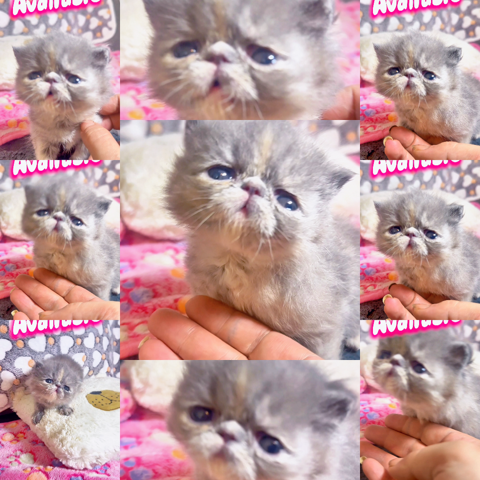 Magnifique femelle Persan bleue-creme LOOF lign&eacute; de Champion 2500 79500 Melle