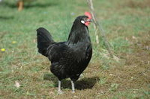   Noires de Caussade 