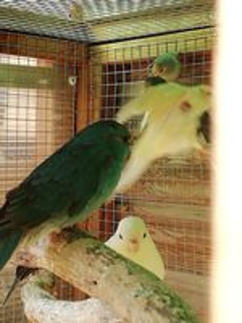   kakariki toutes couleur baguer 2025 