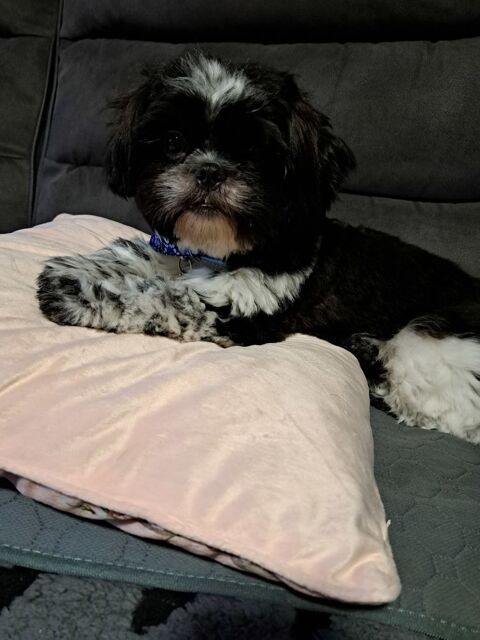 Shih Tzu m&acirc;le noir et blanc  600 44560 Paimb�uf