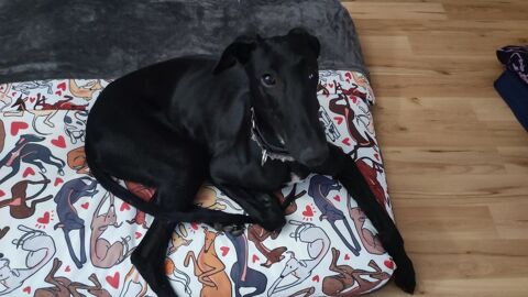 FURIA💙 Un �il ferm&eacute;� mais un c�ur grand ouvert : d&eacute;couvrez notre petit galgo courage 220 24140 Douville