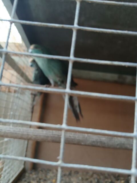 kakariki turquoise 50 79400 Azay-le-brl