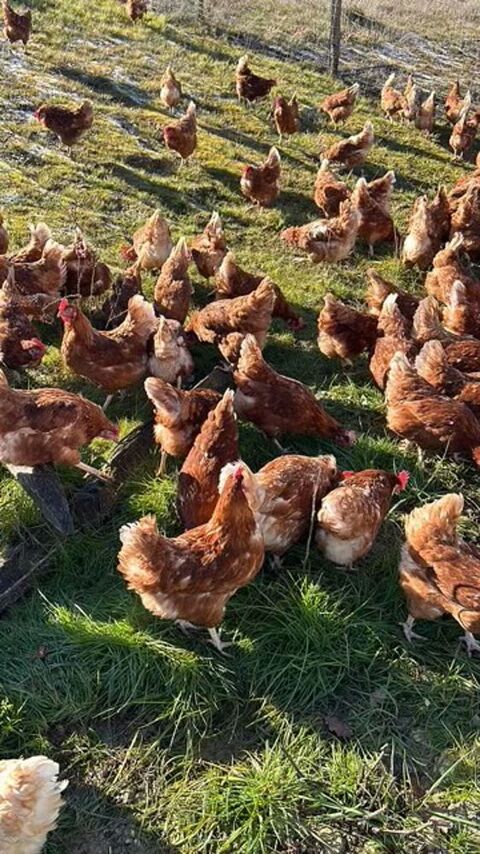poules pondeuse BIO de réforme. 6 24130 Prigonrieux
