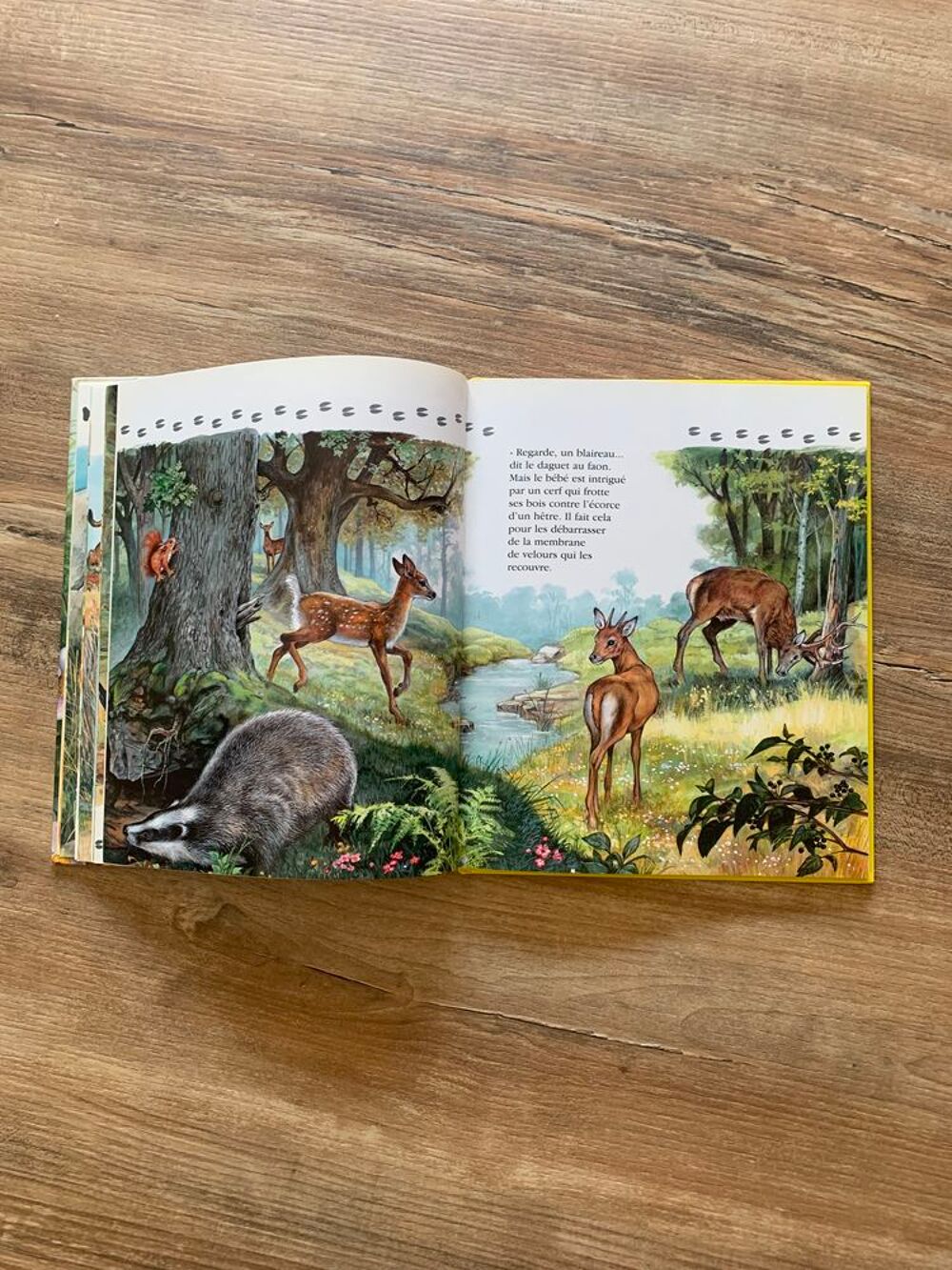 livre enfant " B&eacute;b&eacute;s animaux en vadrouille " Livres et BD