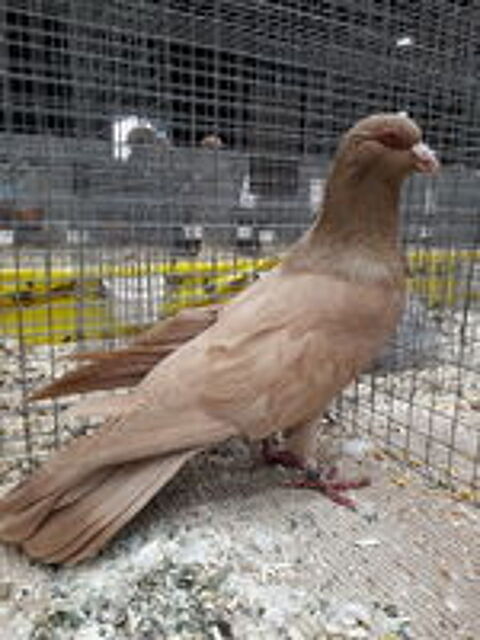   pigeon romain . 