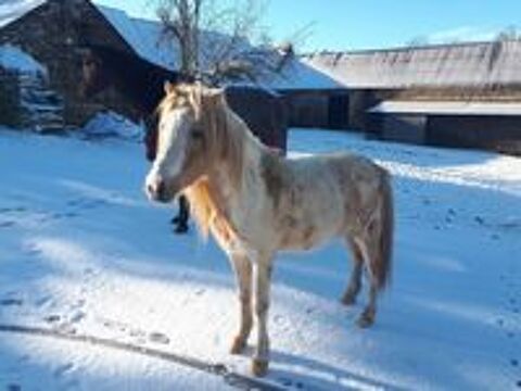   Eldo, poney Welsh à adopter 