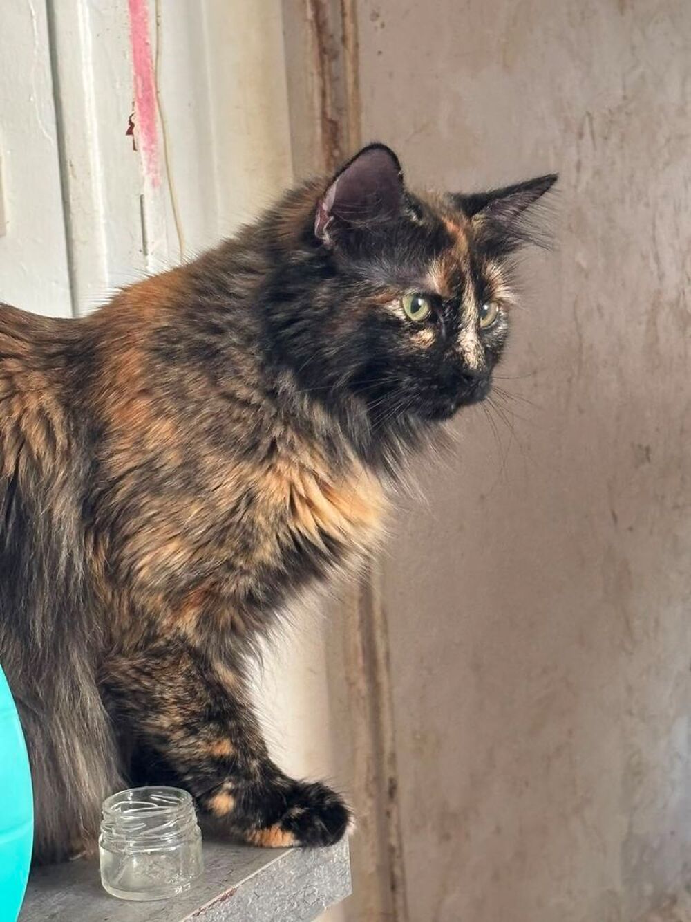   Nala, 1 an et demi, cherche un bon foyer  