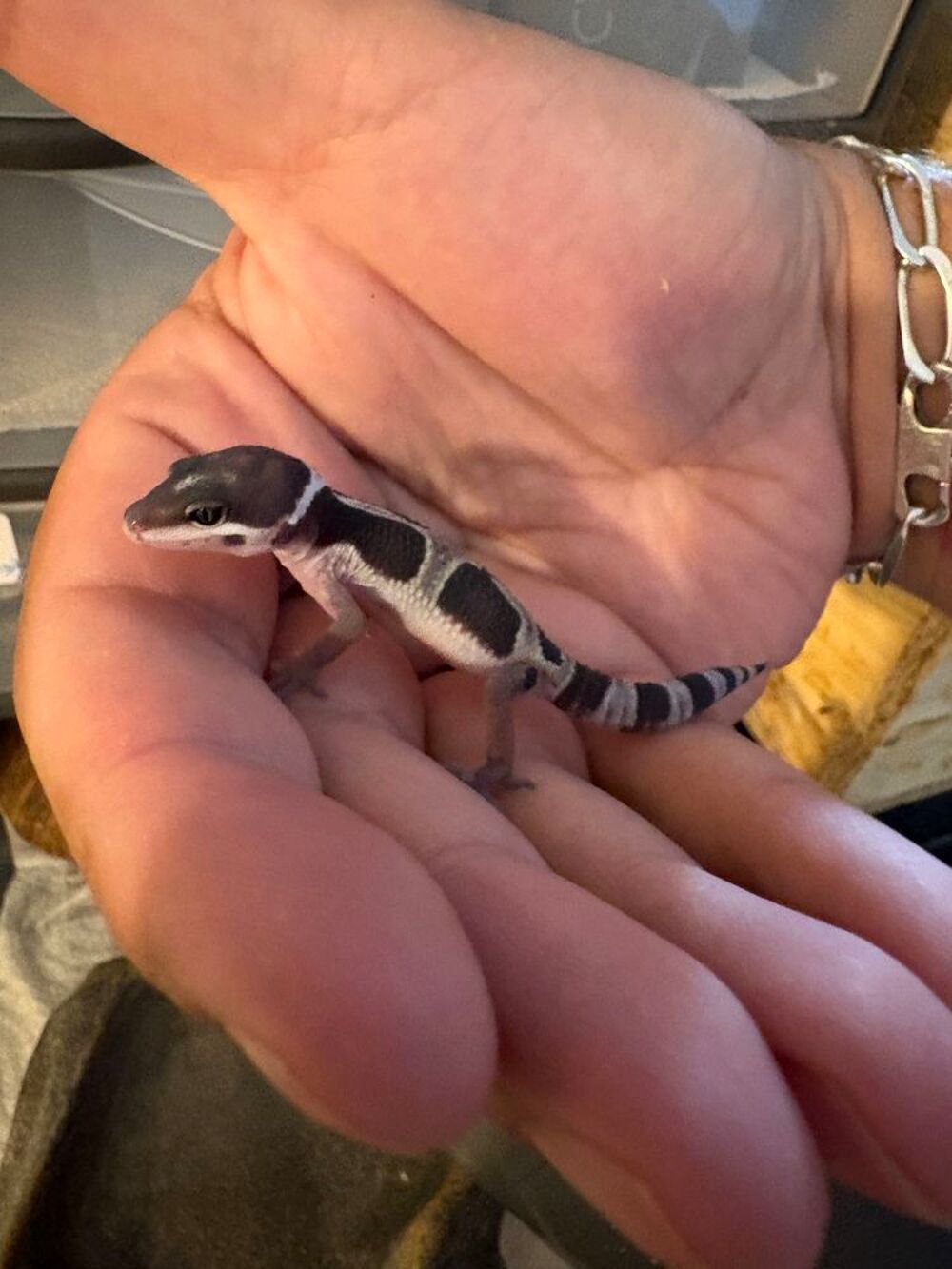   2 Gecko Léopard mà ¢les 2026 