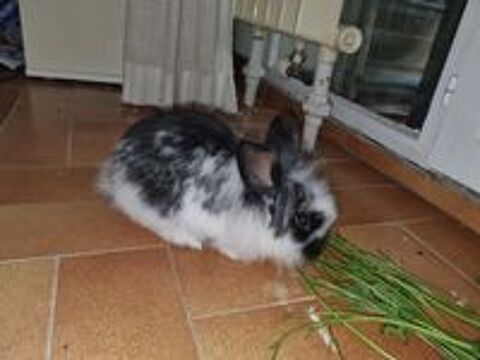   Lapin nain  