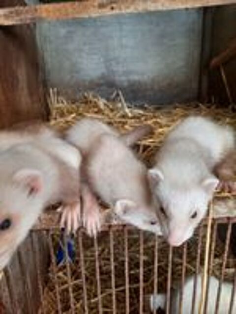   Furet Champagne et albinos 
