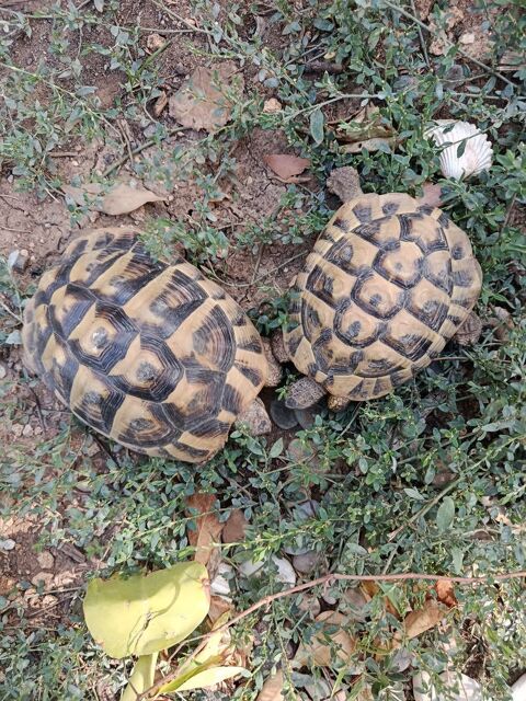 Couple de tortue 600 34290 Servian