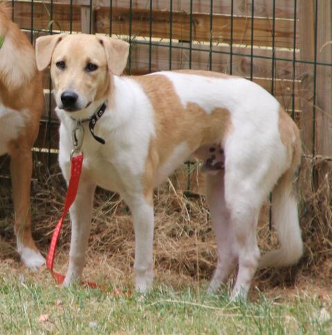Bobby, x Berger, 8 mois le 01/09,  l'adoption 28130 Pierres