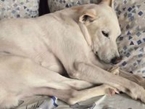   PISTOLE, 10 ans, un chien merveilleux ! 