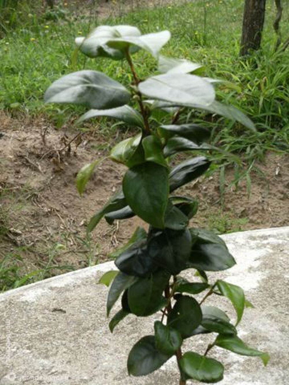CAMELIAS Jardin