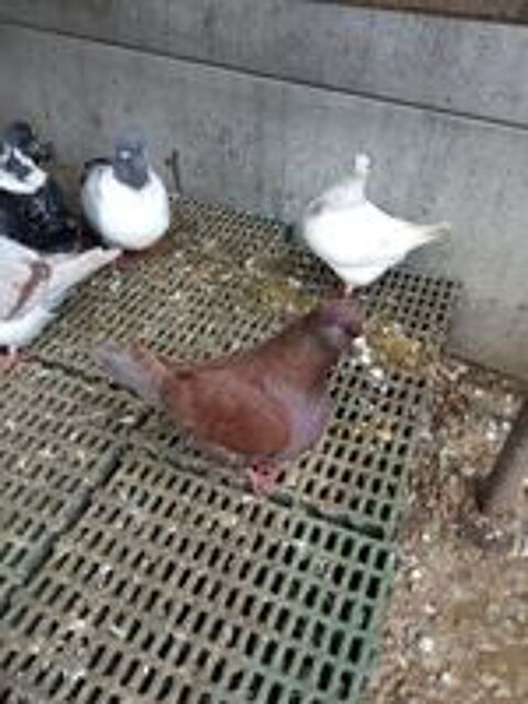   pigeons carneaux nés en /2025. des blancs, des rouges  