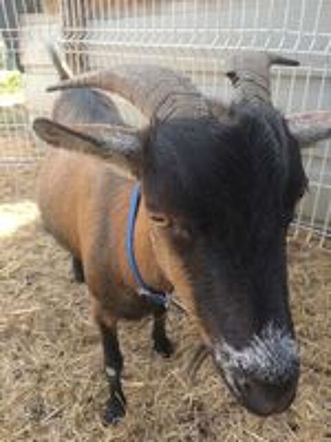   BILLYX, magnifique bouc nain  l'adoption 