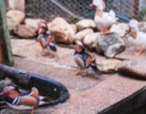   Canards d'ornement des mandarins couleurs et blancs  