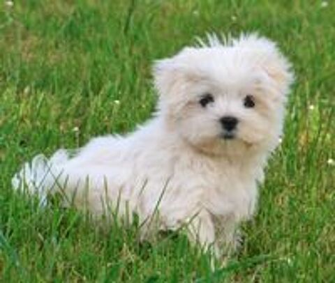   Adorable chiot bichon maltais mâle 