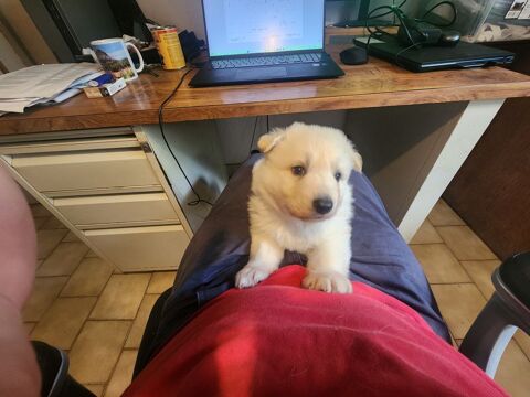 chiot berger blanc suisse LOF 1200 37130 Bréhémont