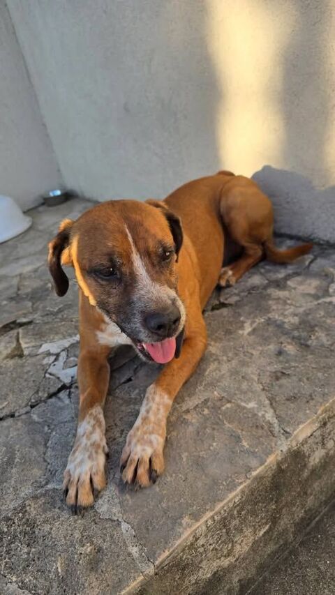 Chien MUFFIN &agrave; l adoption 100 26240 Beausemblant