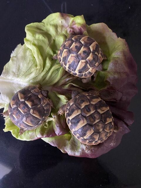 Tortue de terre 90 91170 Viry-chtillon