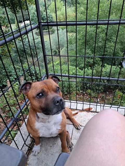 Chien MAO à l adoption 210 26130 Saint-restitut