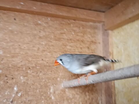 Diamants Mandarins 2025 15 17110 Saint-georges-de-didonne