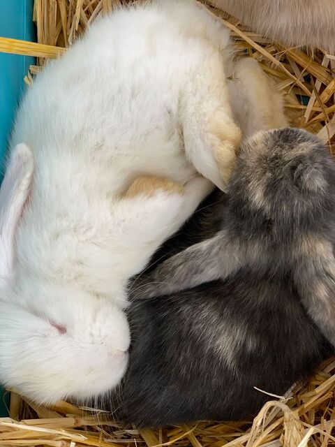 Lapins nain bélier 35 44350 Saint-molf
