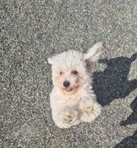   CHIOT FEMELLE BICHON FRISE LOF 