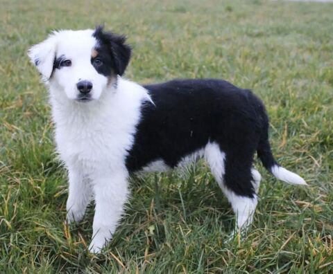 BERGER AUSTRALIEN CHIOT LOF DISPONIBLE DE SUITE 750 85600 Montaigu
