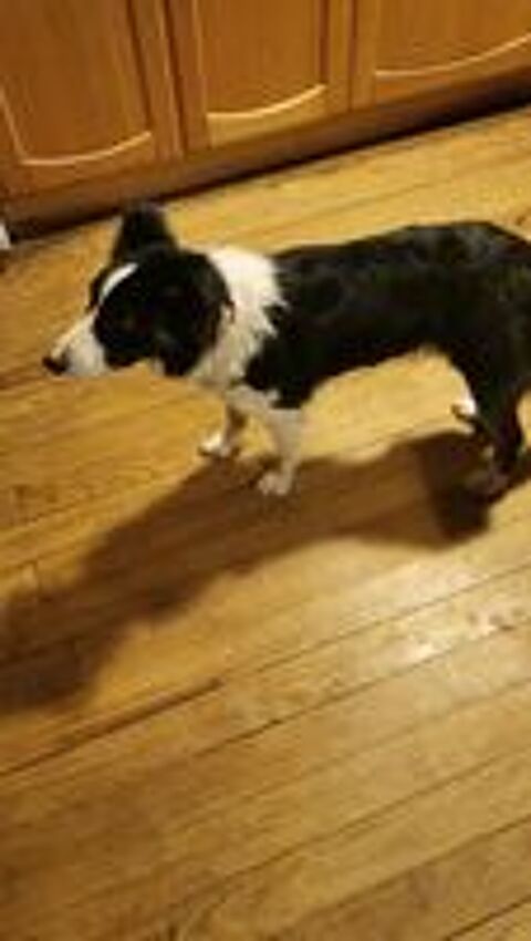   chienne Border Collie 